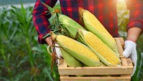 Темпы уборки кукурузы во Франции остались на низком уровне 